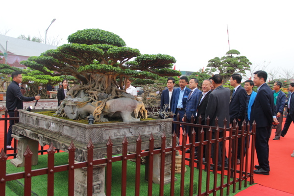 Triển lãm cây cảnh nghệ thuật mừng Đảng, mừng Xuân của CLB cây cảnh Trung Du, Tp Phúc Yên, tỉnh Vĩnh Phúc