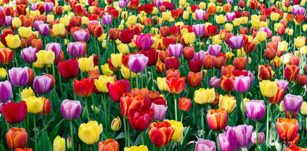 Hướng dẫn kỹ thuật trồng và chăm sóc hoa Tulip