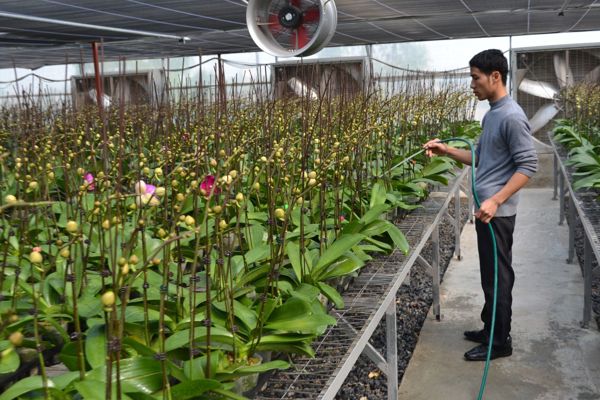 Phát triền ngành trồng hoa, cây cảnh thành ngành kinh tế mũi nhọn