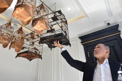 Thị trường chim cảnh tại Việt Nam: Tiềm năng kinh tế và xu hướng phát triển