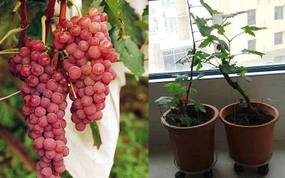 Hướng dẫn chăm cây nho trồng chậu: Nhớ 4 điều này để mỗi chậu thu hoạch được 10kg quả