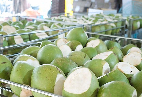 Quả dừa Việt Nam: Siêu thực phẩm xuất khẩu tỷ USD, tăng cường não bộ và phòng ngừa ung thư