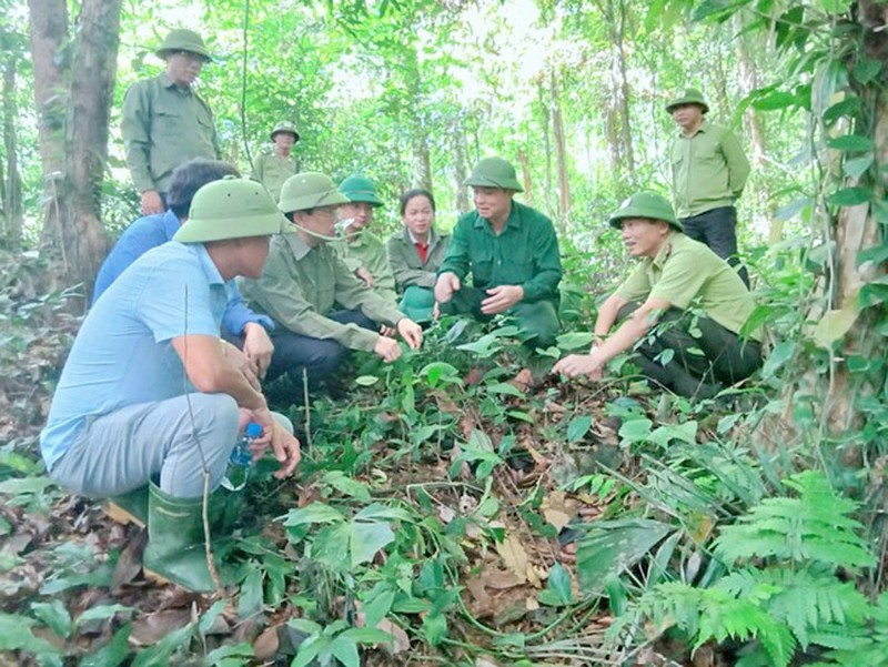 Bảo tồn nguồn gen và phát triển dược liệu quý dưới tán rừng xanh
