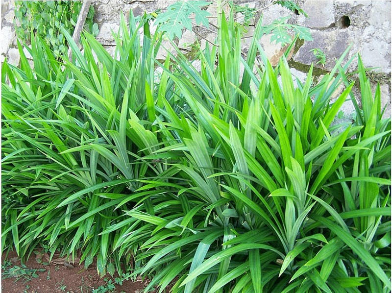 Loài cây mọc dại sau hè, thơm dịu như ký ức tuổi thơ, khiến bệnh tiểu đường phải chào thua