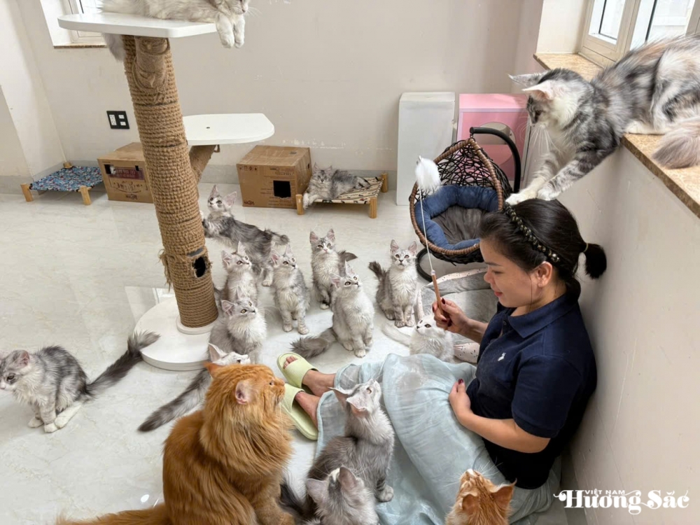 Từ đôi mèo giá 31 triệu đồng đến 