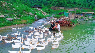 Bỏ phố về quê: Cặp vợ chồng trẻ biến đất cằn thành cơ nghiệp đáng giá, thu nhập trăm triệu/tháng