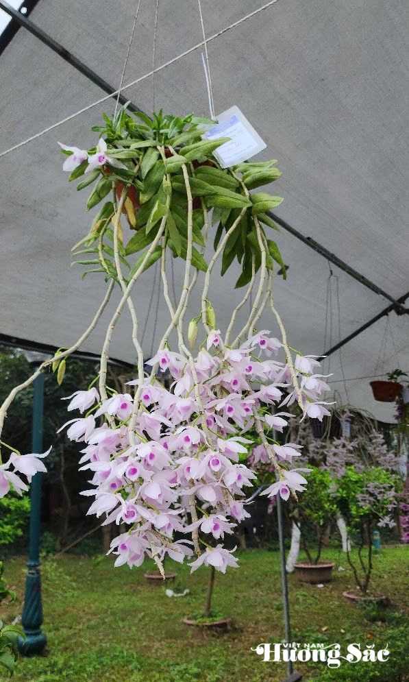 Lan quý cũng là một trong những hạng mục cây cảnh được trưng bày gây chú ý.