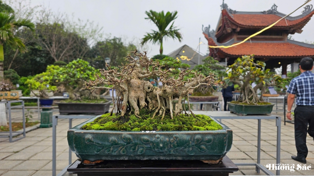Chùm ảnh: Cận cảnh những tác phẩm đặc sắc tại Triển lãm Sinh vật cảnh Từ Sơn 2025