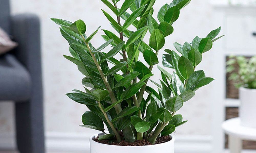 Không chỉ được dân làm văn phòng ưu ái vì khả năng sống lâu không cần tưới nhiều, cây kim tiền còn là “chiêu tài pháp bảo” trong phong thủy.