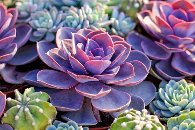 5 loại cây siêu dễ sống, cực hợp với người bận rộn, hay quên