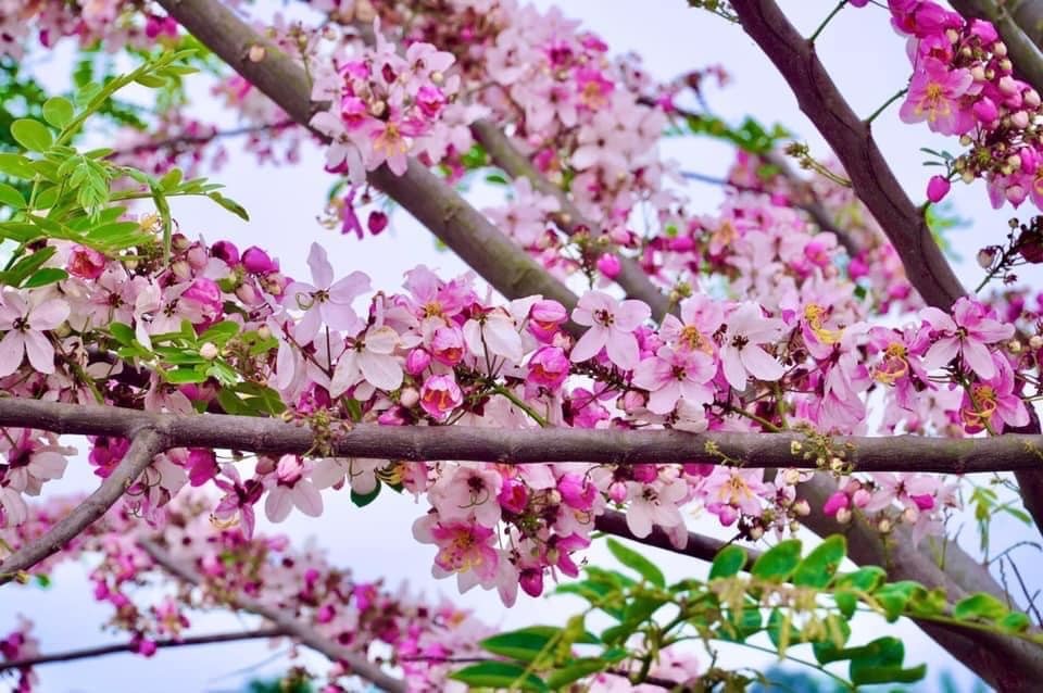 Những cánh hoa màu hồng phớt bay trong gió, phủ nhẹ trên mặt đất và mặt nước, khiến khung cảnh càng thêm lãng mạn.