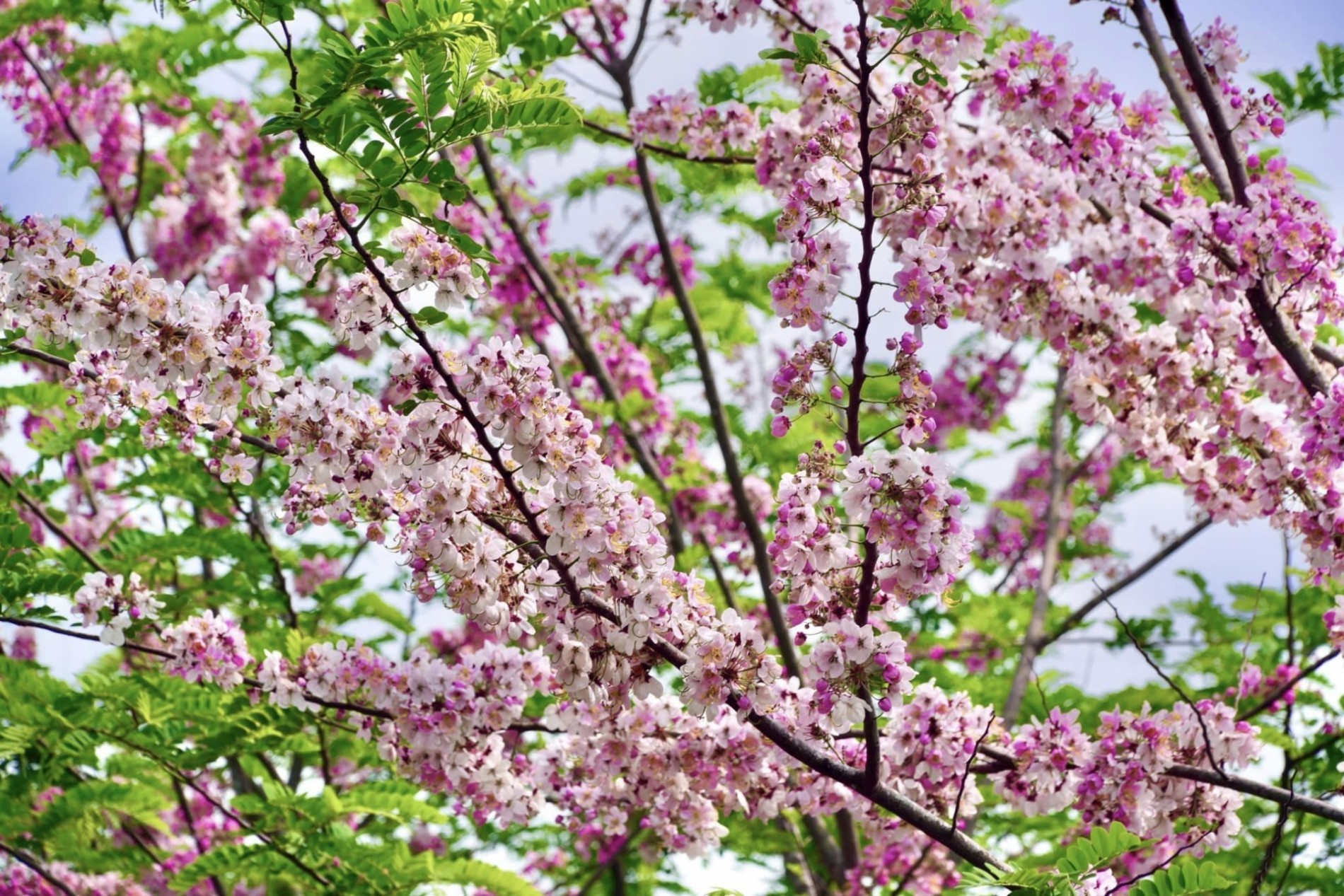Ngoài hoa anh đào, khu du lịch còn giữ nguyên những nét đặc trưng của vùng đất Sa Đéc với các loại hoa hồng, cúc, vạn thọ, thược dược và nhiều giống hoa bản địa khác.