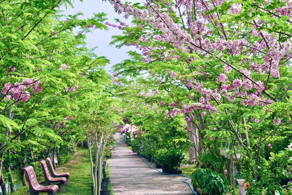 Con đường chính dẫn vào khu vườn dài gần 300 mét, được bao phủ bởi tán hoa anh đào mềm mại, tạo nên khung cảnh nên thơ tựa những thước phim Hàn Quốc.