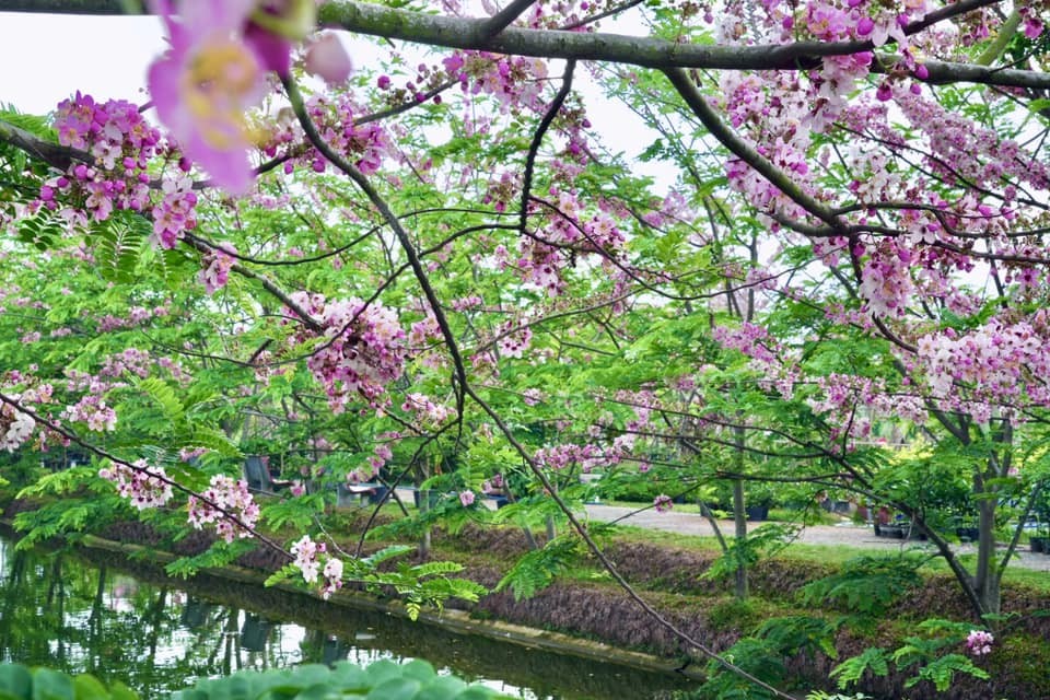 Vào buổi sáng sớm hoặc hoàng hôn, cả khu vườn như bừng sáng trong sắc nắng, mỗi góc nhỏ đều có thể trở thành background sống ảo đầy chất thơ.