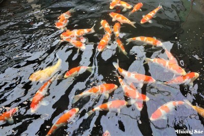 Bỏ việc lương cao về quê nuôi "cá quý tộc", 9X Quảng Nam thu tiền tỷ đều tay