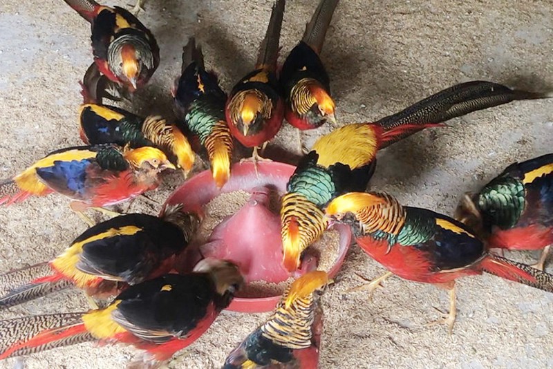 Nuôi loài chim hoang dã ngay trong vườn nhà, nông dân thu tiền triệu mỗi tháng nhờ mô hình mới lạ