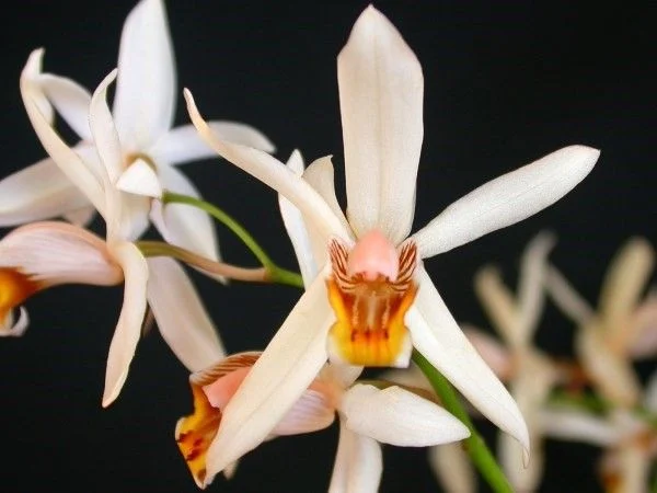Lan thanh đạm (Coelogyne eberhardtii) Một loài khác mới chỉ được tìm thấy tại Lâm Đồng, lan thanh đạm sống bám trên cây gỗ hoặc trong rừng thông ở độ cao từ 1.400 – 2.150m. Hoa có màu trắng kem, hương thơm dịu, mang nét thanh tao hiếm thấy.