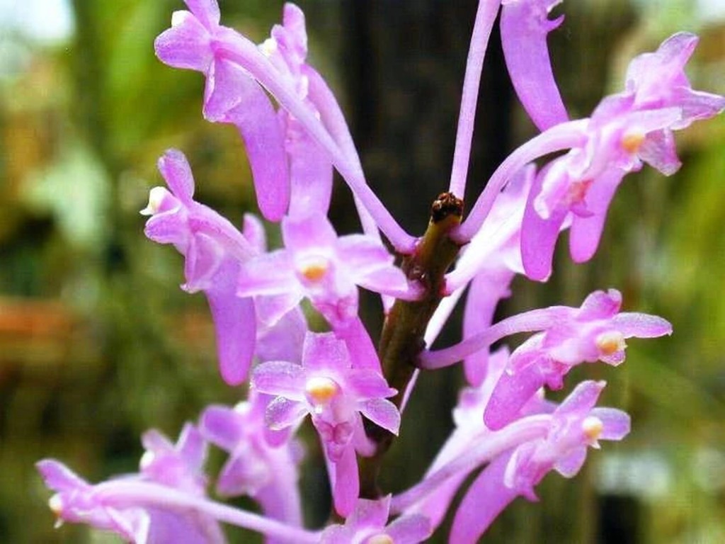 Lan tiểu hoàng đỏ (Aerides rubescens) Còn được biết đến với tên gọi dân dã là lan dáng hương hồng nhạn, loài này nở hoa vào tháng 4, mọc trên cành cây rừng ở độ cao 1.000 – 1.800m. Hiện chỉ mới ghi nhận tại tỉnh Lâm Đồng.