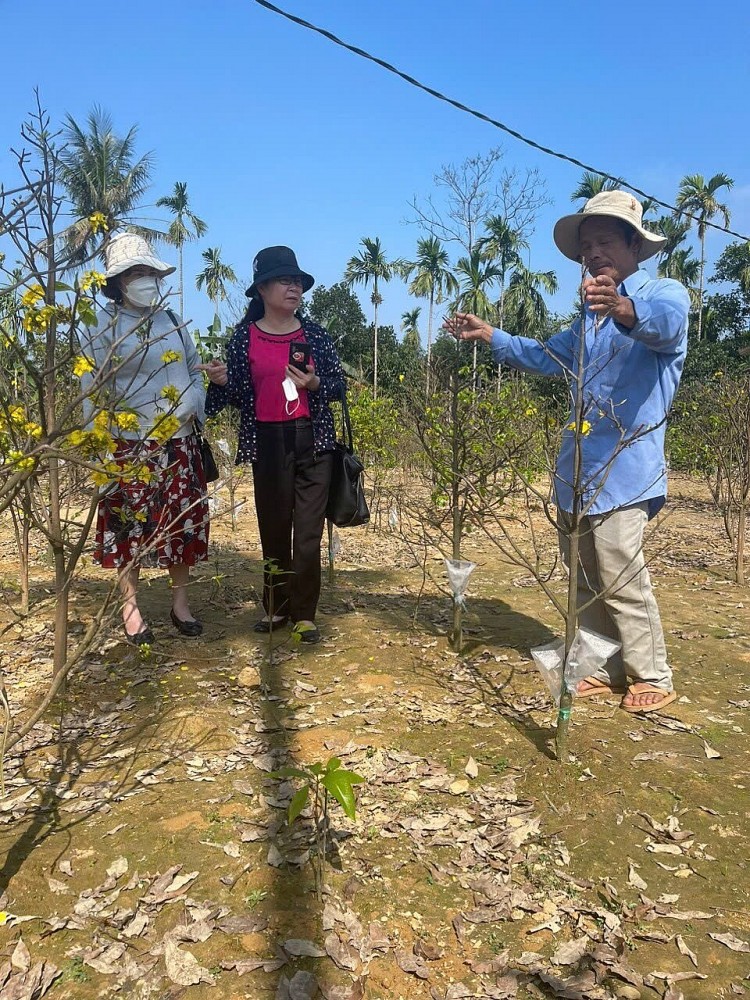Kết quả nghiên cứu bảo tồn và phát triển giống mai vàng Huế (Hoàng Mai Huế)