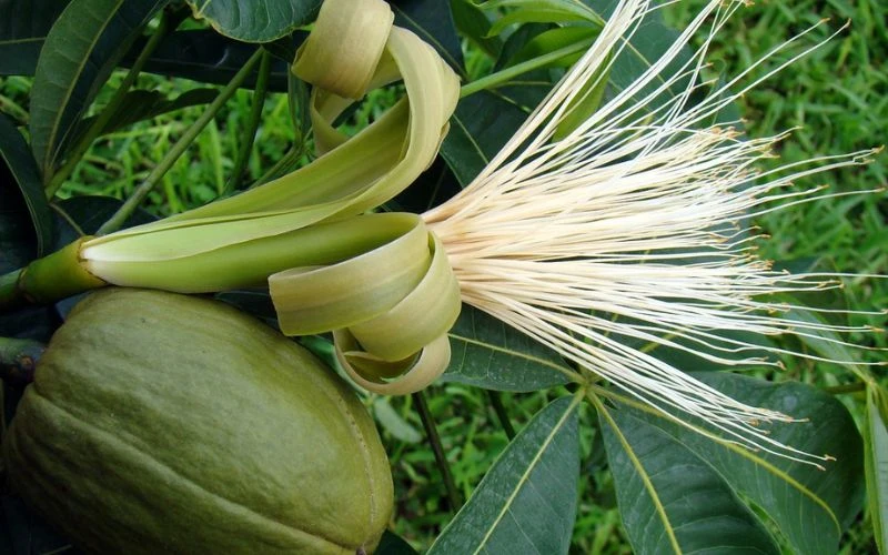 Không chỉ được yêu thích vì vẻ ngoài tốt tươi, cây kim ngân còn được tin rằng mang lại may mắn và tài lộc cho gia chủ.