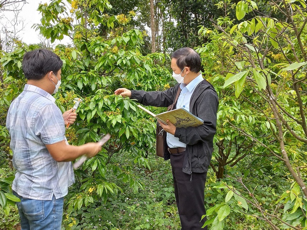 Kết quả nghiên cứu bảo tồn và phát triển giống mai vàng Huế (Hoàng Mai Huế)