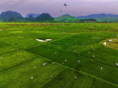 Loài cò nhạn quý hiếm có nguy cơ tuyệt chủng bất ngờ xuất hiện tại Phong Nha - Kẻ Bàng