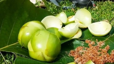 Loại quả từng rụng đầy gốc không ai nhặt, nay thành đặc sản Tây Bắc, dân tình ráo riết tìm mua