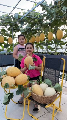 Mẹ 3 con TPHCM làm "nông dân sân thượng", thu hoạch cả trăm kg dưa mỗi mùa