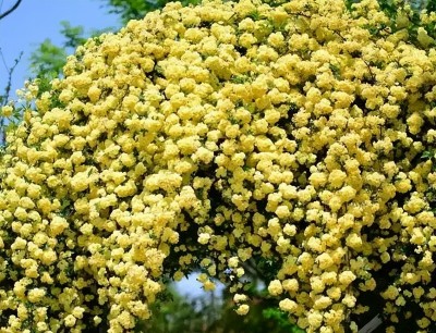 Thác hoa vàng rực rỡ: Đừng trồng hoa hồng, hãy thử hồng mân côi