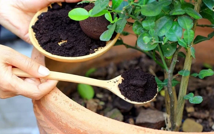 Chỉ nên dùng 1–2 thìa bã cà phê mỗi lần bón, và lặp lại 2–3 tuần một lần. Việc dùng quá nhiều có thể khiến đất bị chua, gây hại cho rễ cây.