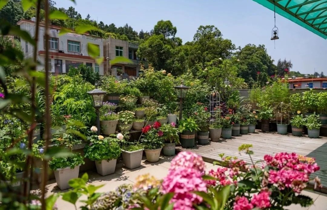 Góc vườn nhỏ của cô gái trẻ đẹp ngỡ "biển hoa" khiến ai cũng trầm trồ