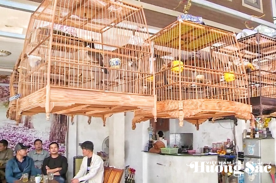 Huế: Khách mang chim cảnh đi cà phê phải có giấy tờ hợp pháp