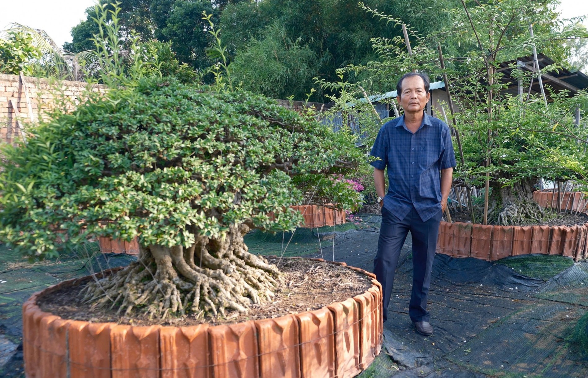 Nghệ nhân Nguyễn Đình Tâm và hành trình dựng vườn mai chiếu thủy ở Long Hồ