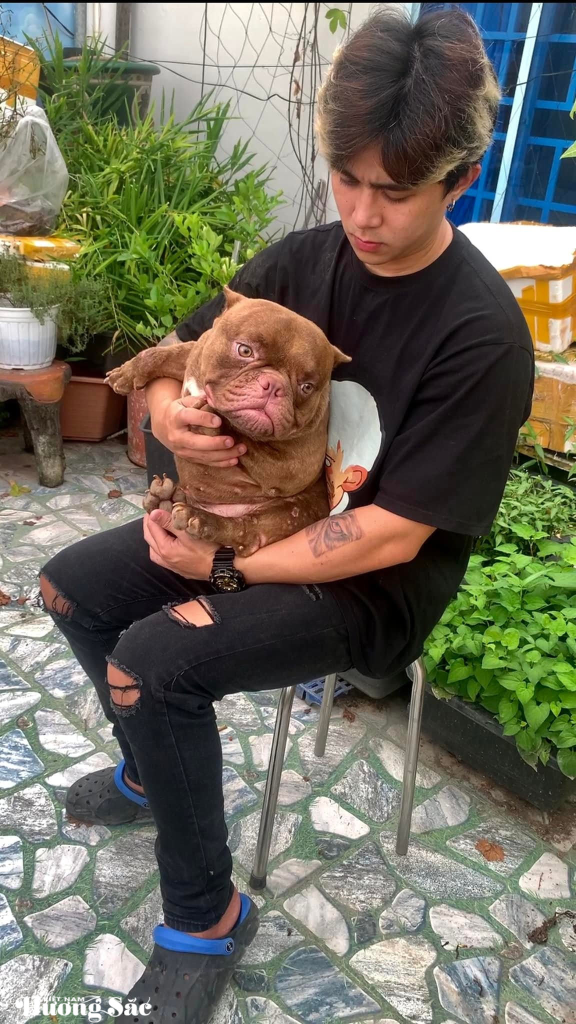 Chàng trai Cần Thơ kiếm thu nhập hàng trăm triệu mỗi năm nhờ nuôi chó Bully