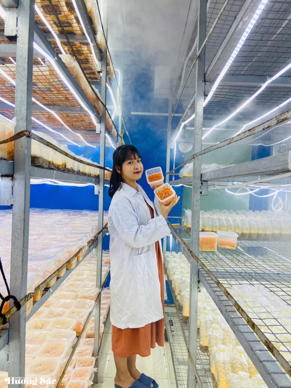 Bỏ phố về quê trồng nhiều loại nấm quý, cô gái trẻ thu nhập hơn 40 triệu đồng/tháng