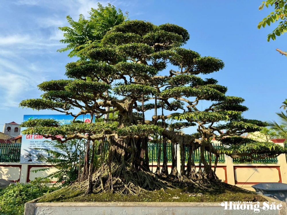 Triển lãm cây cảnh nghệ thuật 30/4 Hải Hậu: Hội tụ tinh hoa nghệ thuật Triển lãm cây cảnh nghệ thuật 30/4 Hải Hậu: Hội tụ tinh hoa nghệ thuật