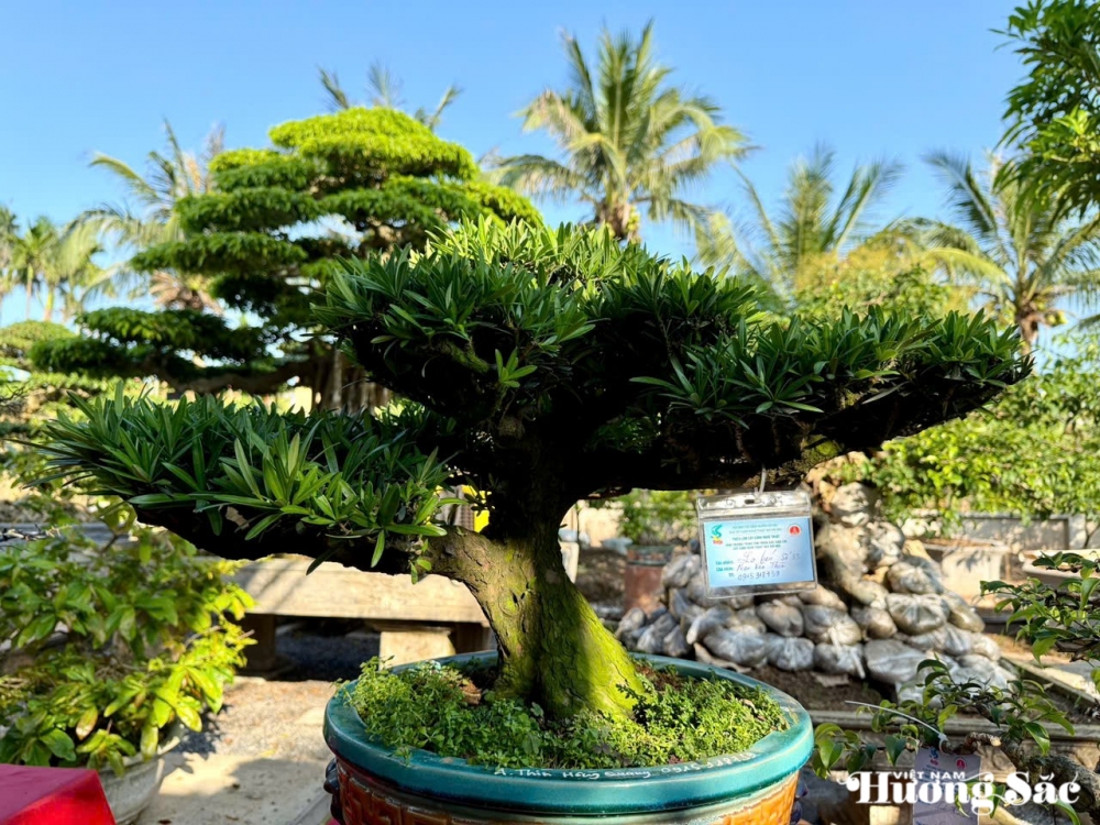 Triển lãm cây cảnh nghệ thuật 30/4 Hải Hậu: Hội tụ tinh hoa nghệ thuật Triển lãm cây cảnh nghệ thuật 30/4 Hải Hậu: Hội tụ tinh hoa nghệ thuật