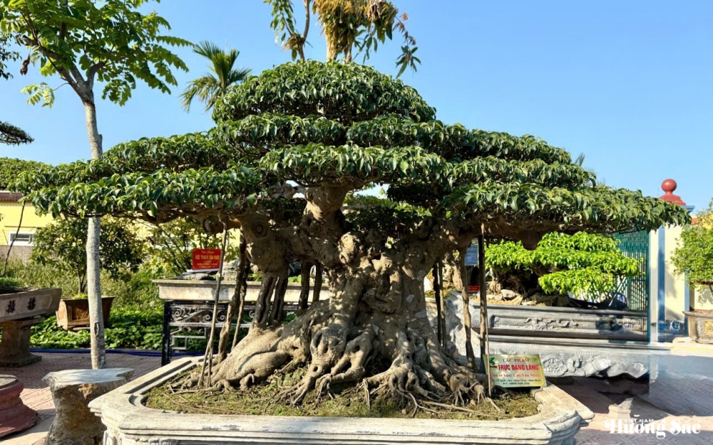Triển lãm cây cảnh nghệ thuật 30/4 Hải Hậu: Hội tụ tinh hoa nghệ thuật Triển lãm cây cảnh nghệ thuật 30/4 Hải Hậu: Hội tụ tinh hoa nghệ thuật