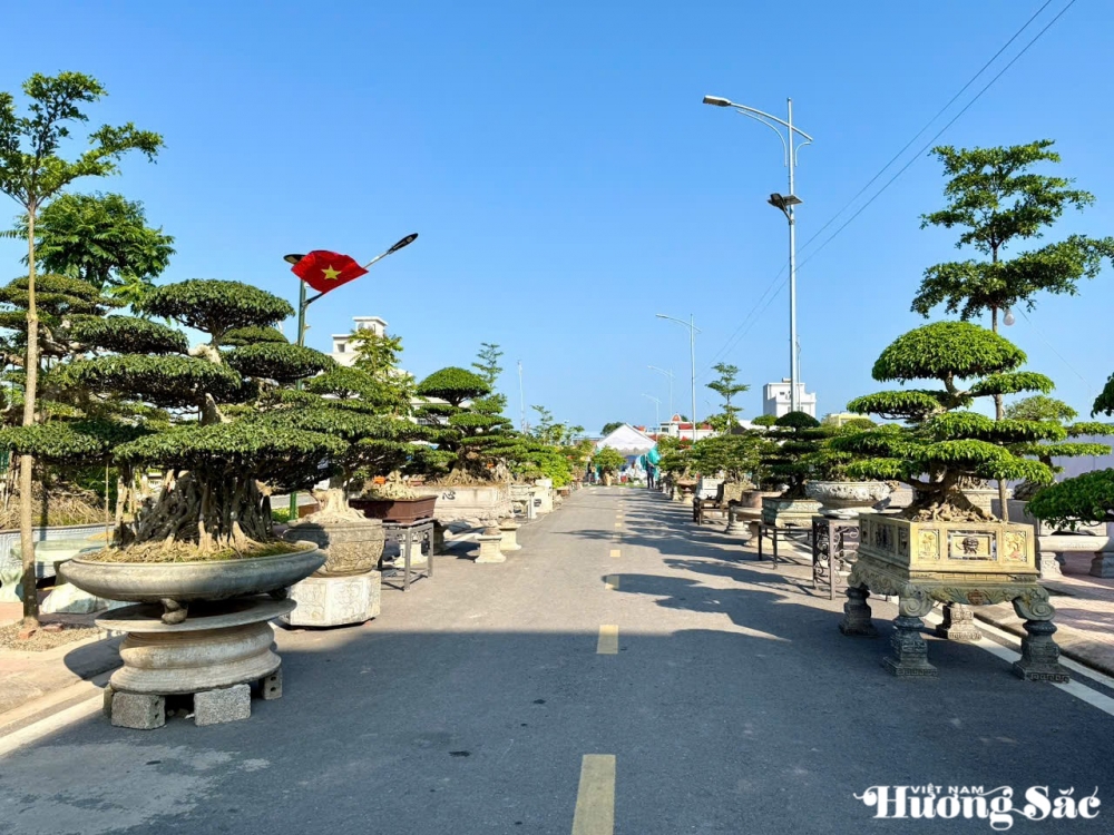 Triển lãm cây cảnh nghệ thuật 30/4 Hải Hậu: Hội tụ tinh hoa nghệ thuật Triển lãm cây cảnh nghệ thuật 30/4 Hải Hậu: Hội tụ tinh hoa nghệ thuật