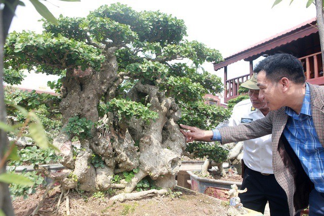 Choáng ngợp trước dàn duối cổ “độc nhất vô nhị”