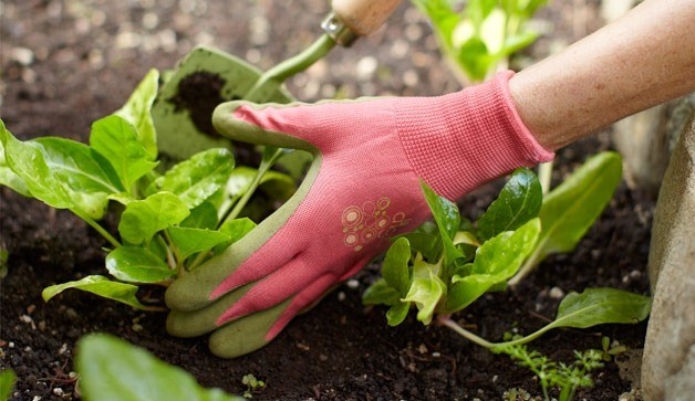 Vì sao sở thích làm vườn giúp nhiều người sống khỏe đến 100 tuổi?