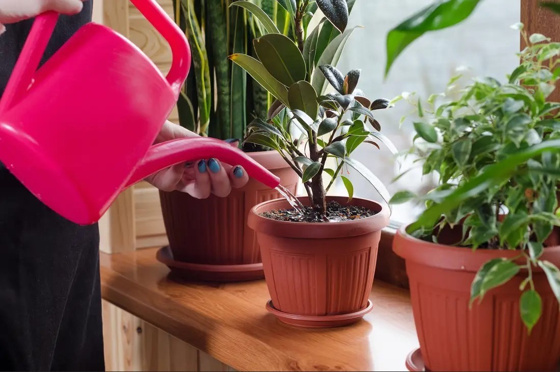 Vì sao sở thích làm vườn giúp nhiều người sống khỏe đến 100 tuổi?