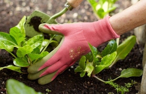 Vì sao sở thích làm vườn giúp nhiều người sống khỏe đến 100 tuổi?