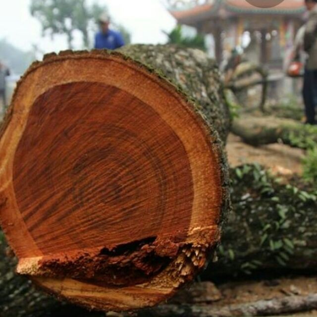 Người Trung Quốc tin rằng có gỗ hoàng lê mà gối đầu thì không khác gì thuốc được truyền trực tiếp vào người. Ảnh: Internet