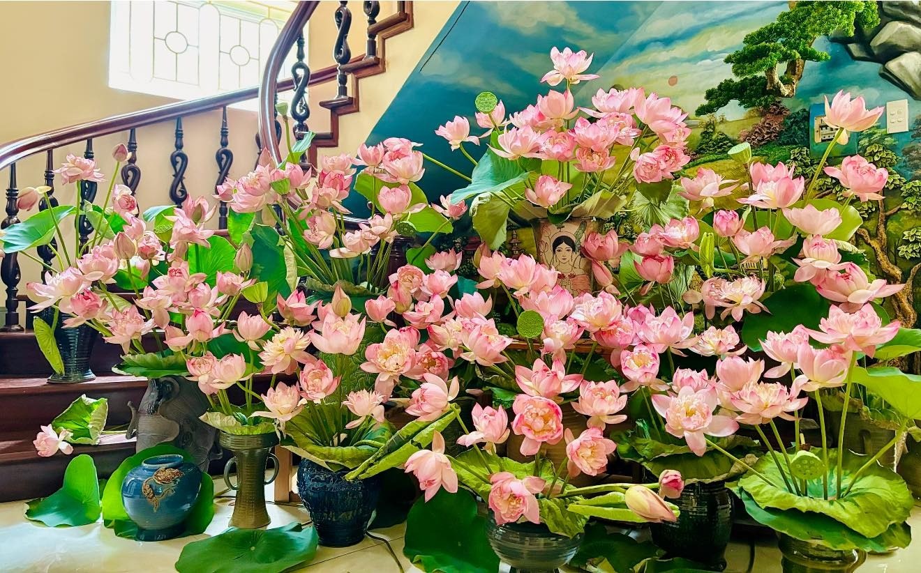Mang cả mùa hè vào nhà với đầm sen đẹp mê hồn