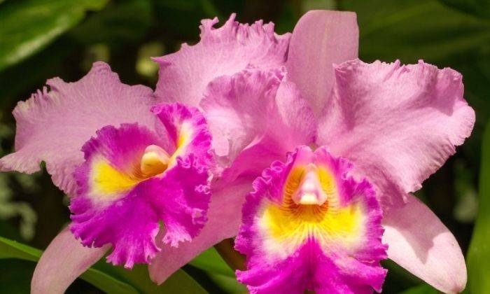 Khám phá bí mật về hoa lan Cattleya – Nữ hoàng quyến rũ trong thế giới hoa lan