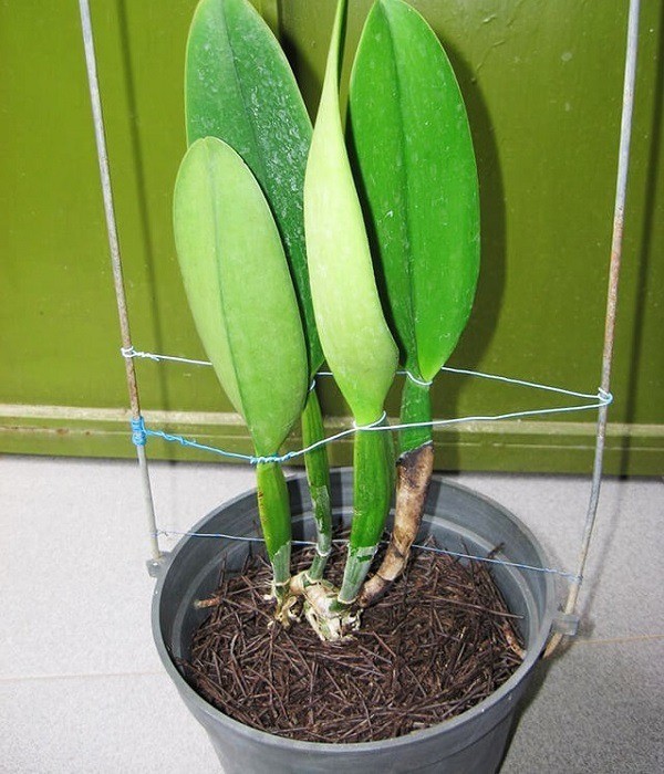 Khám phá bí mật về hoa lan Cattleya – Nữ hoàng quyến rũ trong thế giới hoa lan