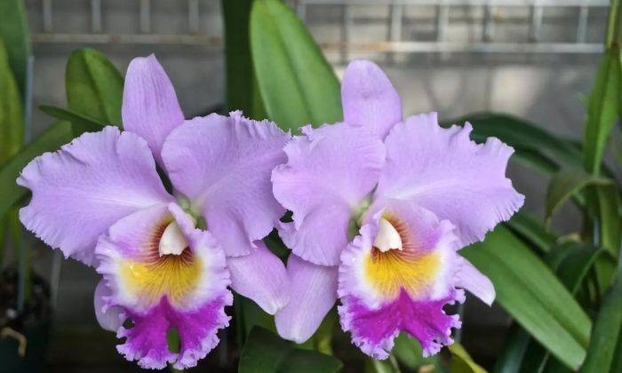 Khám phá bí mật về hoa lan Cattleya – Nữ hoàng quyến rũ trong thế giới hoa lan