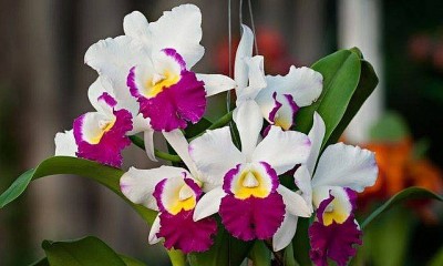 Khám phá bí mật về hoa lan Cattleya – Nữ hoàng quyến rũ trong thế giới hoa lan
