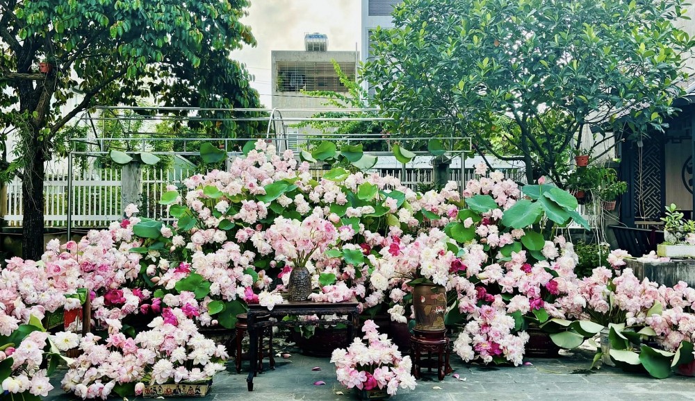 Mang cả mùa hè vào nhà với đầm sen đẹp mê hồn